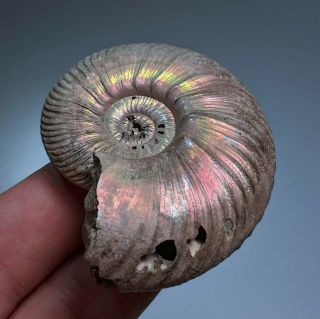6 cm (2,  4 in) Ammonite shell Quenstedtoceras jurassic pyrite Russia fossil 4