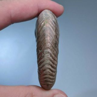 6 cm (2,  4 in) Ammonite shell Quenstedtoceras jurassic pyrite Russia fossil 6