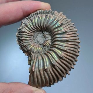 6,  6 Cm (2,  6 In) Ammonite Kosmoceras Pyrite Jurassic Russia Fossil Ammonit