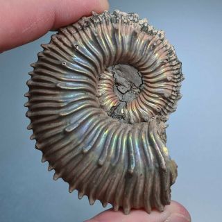 6,  6 cm (2,  6 in) Ammonite Kosmoceras pyrite jurassic Russia fossil ammonit 2