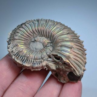 6,  6 cm (2,  6 in) Ammonite Kosmoceras pyrite jurassic Russia fossil ammonit 3