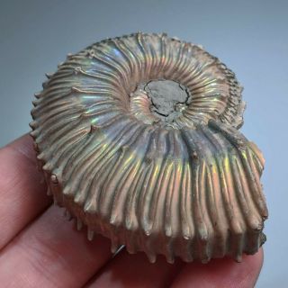 6,  6 cm (2,  6 in) Ammonite Kosmoceras pyrite jurassic Russia fossil ammonit 4