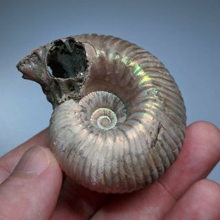 5,  8 Cm (2,  3 In) Ammonite Shell Eboraciceras Jurassic Pyrite Russia Fossil