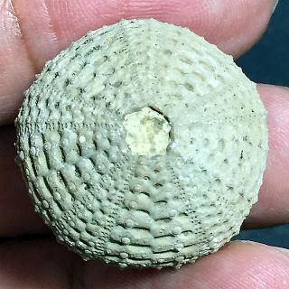 24mm Brown Gray White Natural Indonesia Echinoid Fossil Sea Urchin Jurassic Age 2