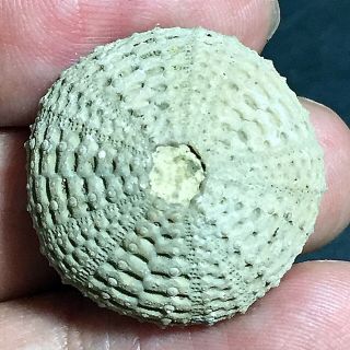 24mm Brown Gray White Natural Indonesia Echinoid Fossil Sea Urchin Jurassic Age 3