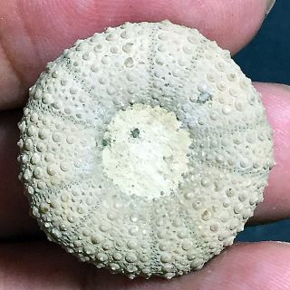 24mm Brown Gray White Natural Indonesia Echinoid Fossil Sea Urchin Jurassic Age 4