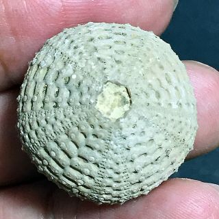 24mm Brown Gray White Natural Indonesia Echinoid Fossil Sea Urchin Jurassic Age 5