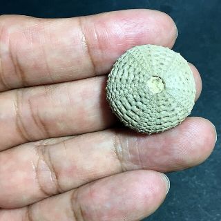 24mm Brown Gray White Natural Indonesia Echinoid Fossil Sea Urchin Jurassic Age 6