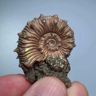 3,  6 cm (1,  4 in) Ammonite Kosmoceras pyrite jurassic Russia fossil ammonit 2