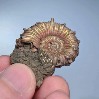 3,  6 cm (1,  4 in) Ammonite Kosmoceras pyrite jurassic Russia fossil ammonit 4