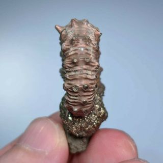 3,  6 cm (1,  4 in) Ammonite Kosmoceras pyrite jurassic Russia fossil ammonit 6