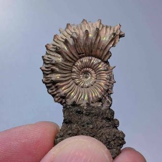 3 Cm (1,  2 In) Ammonite Kosmoceras Pyrite Jurassic Russia Fossil Ammonit