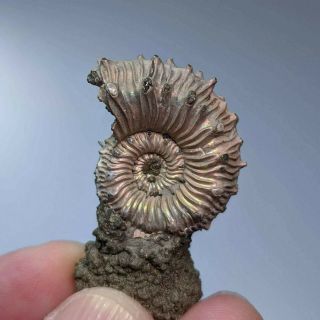 3 cm (1,  2 in) Ammonite Kosmoceras pyrite jurassic Russia fossil ammonit 2