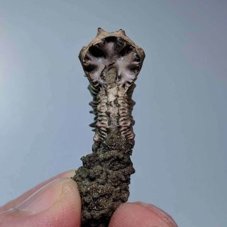 3 cm (1,  2 in) Ammonite Kosmoceras pyrite jurassic Russia fossil ammonit 4