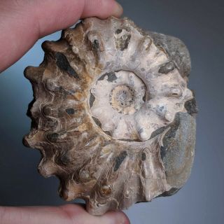 8 Cm (3,  1 In) Ammonite Eodouvilleiceras Cretaceous Russia Russian Ammonit