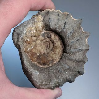 8 cm (3,  1 in) Ammonite Eodouvilleiceras cretaceous Russia russian ammonit 2