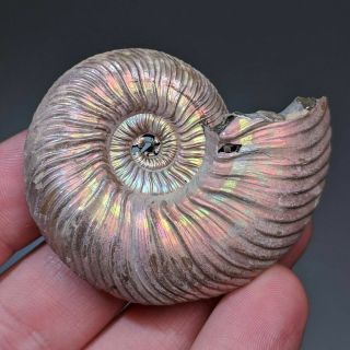 5,  4 cm (2,  1 in) Ammonite shell Quenstedtoceras jurassic pyrite Russia fossil 2