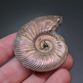 5,  4 cm (2,  1 in) Ammonite shell Quenstedtoceras jurassic pyrite Russia fossil 3