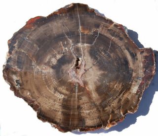 Large,  Polished Utah Petrified Wood Round - End Cut