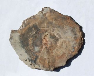 Large,  Polished Utah Petrified Wood Round - End Cut 2