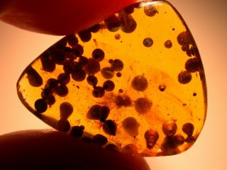 Remarkable Swarm Of Bivalve Shells With Fly In Burmite Amber Fossil Dinosaur Age