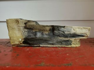 Petrified Wood Log 3.  4 Lb Collector Fossil Branch