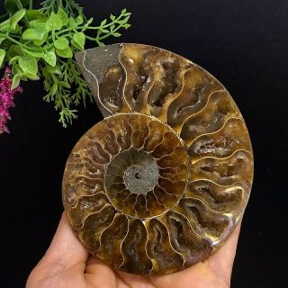 319g Natural A Ammonite Fossils Slice Druzy Nautilus Jade Shell,  Stand 3