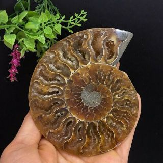 319g Natural A Ammonite Fossils Slice Druzy Nautilus Jade Shell,  Stand 4