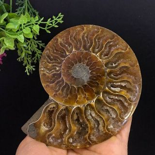 319g Natural A Ammonite Fossils Slice Druzy Nautilus Jade Shell,  Stand 5