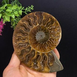 319g Natural A Ammonite Fossils Slice Druzy Nautilus Jade Shell,  Stand 6