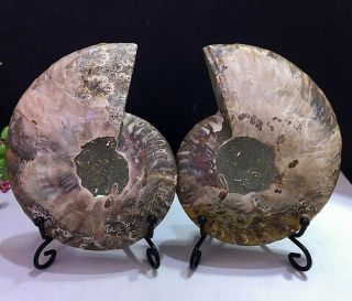 319g Natural A Ammonite Fossils Slice Druzy Nautilus Jade Shell,  Stand 7