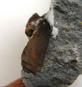 Fossil Echinoderm Balanocystites Primus