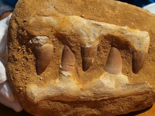 Mosasaur Dinosaur Jaw Section with Fossil Teeth 6.  0 