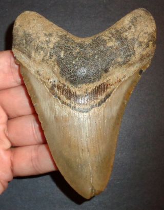 Very Large 4.  440 " Megalodon Shark Tooth Fossil From N.  Carolina Real Shark Tooth