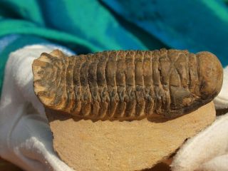 High Detail Crotalocephalus Gibbus Trilobite Fossil Large 3.  43 " Inches