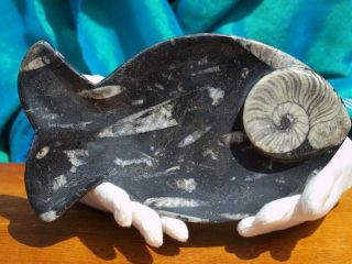 Fossil Hand Carved Fish Bowl With Orthoceras And Ammonite Fossils