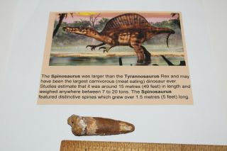 Spinosaurus Tooth 4 " Teeth Dinosaur Fossil T Rex Era Cretaceous Pn11
