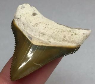 Bone Valley Megalodon Fossil Sharks Tooth Shark Teeth Hemi Era Gem