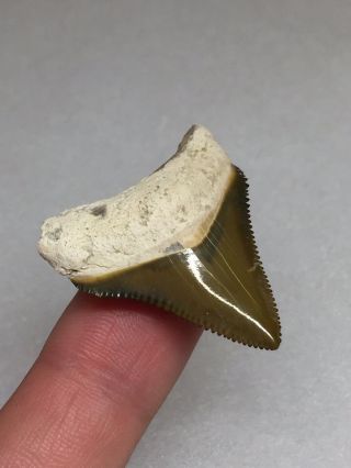 Bone Valley Megalodon Fossil Sharks Tooth Shark Teeth Hemi Era Gem 2