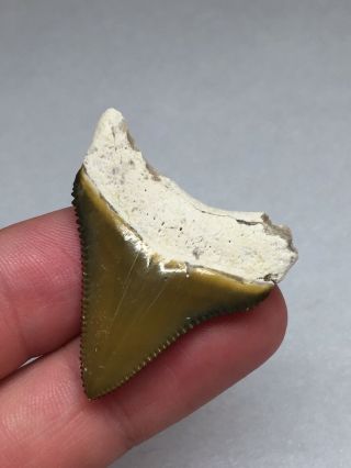 Bone Valley Megalodon Fossil Sharks Tooth Shark Teeth Hemi Era Gem 4