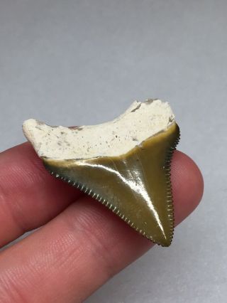 Bone Valley Megalodon Fossil Sharks Tooth Shark Teeth Hemi Era Gem 5