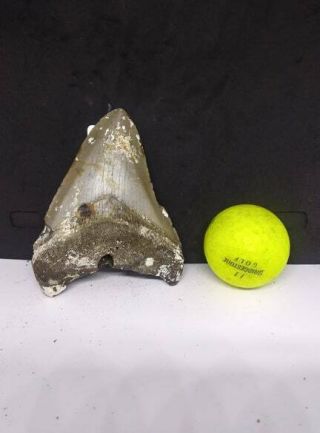 4.  10 " Megalodon Shark Tooth Fossil 100 Authentic