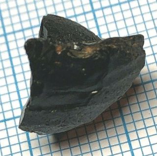 Australite 9: Australian tektite from meteorite impact,  Button Fragment w P Rim 4