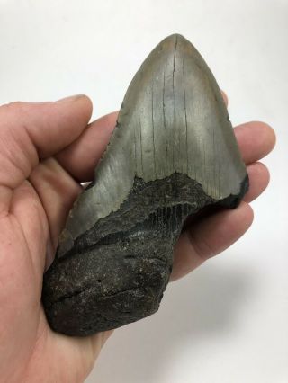 5.  30” Megalodon Fossil Giant Shark Teeth All Natural Large Ocean Tooth (825)