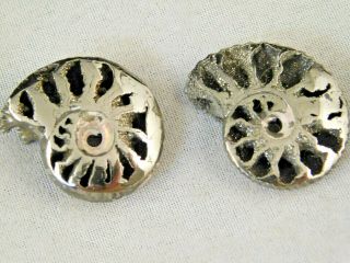 TWO Little 100 Natural Polished PYRITE Ammonite Fossils From Russia 2.  54 e 2