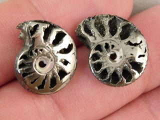 TWO Little 100 Natural Polished PYRITE Ammonite Fossils From Russia 2.  54 e 3
