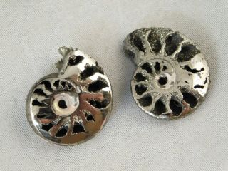 TWO Little 100 Natural Polished PYRITE Ammonite Fossils From Russia 2.  54 e 4