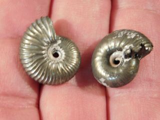 TWO Little 100 Natural Polished PYRITE Ammonite Fossils From Russia 2.  54 e 5