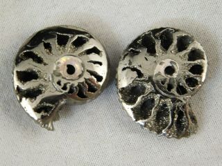 TWO Little 100 Natural Polished PYRITE Ammonite Fossils From Russia 2.  54 e 6