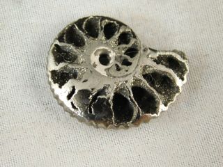 TWO Little 100 Natural Polished PYRITE Ammonite Fossils From Russia 2.  54 e 8